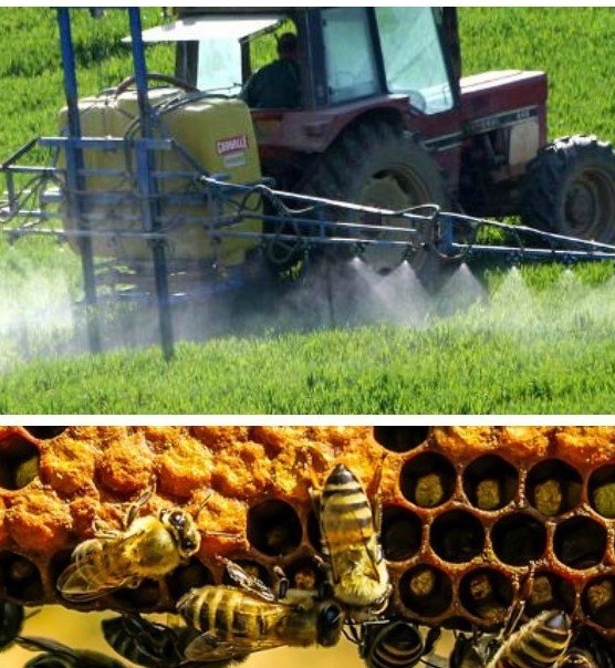 ŚOR i pszczoły