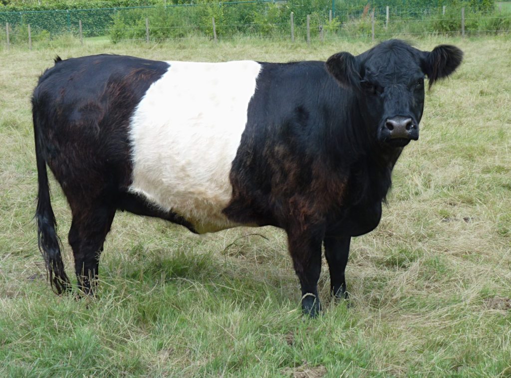 Belted Galloway cow J1 1024x758