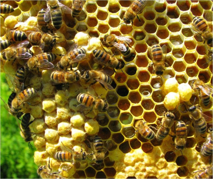 pszczoła czerw