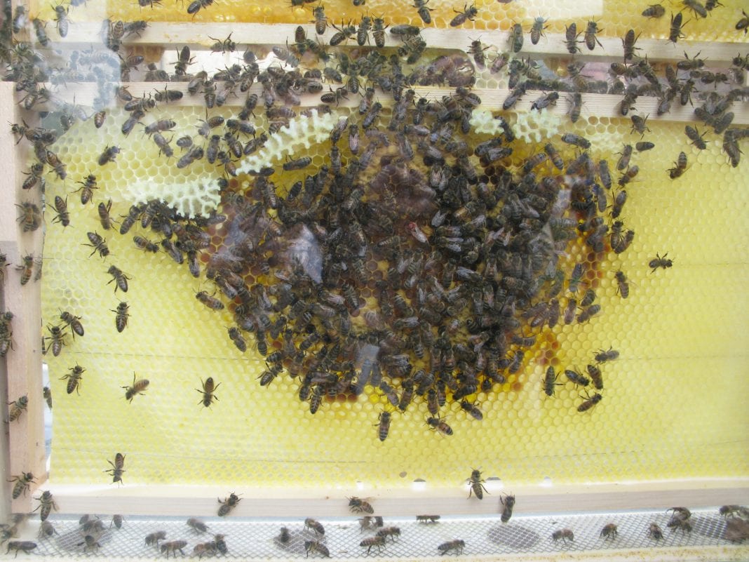 pszczoła plaster1