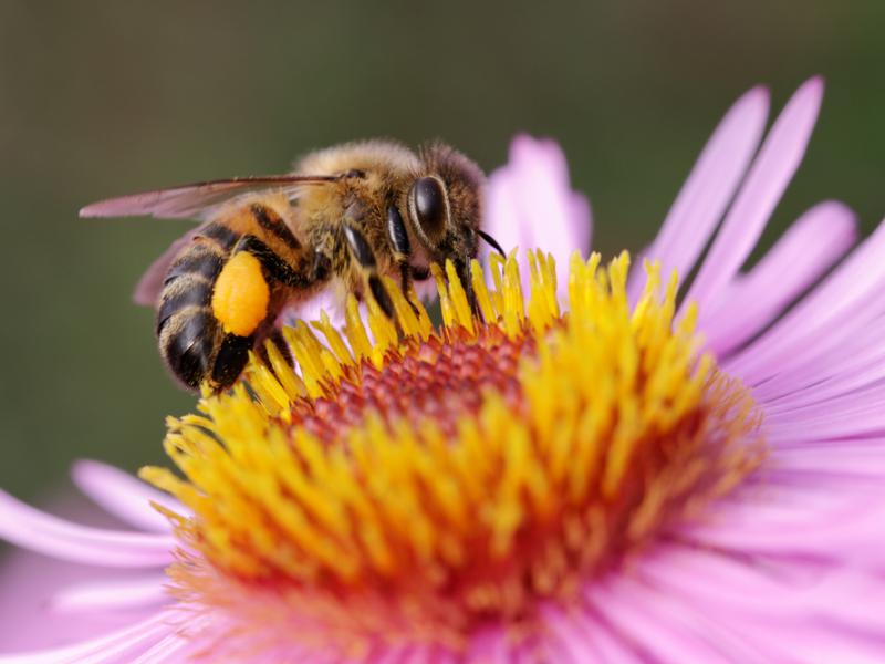 pszczoła6