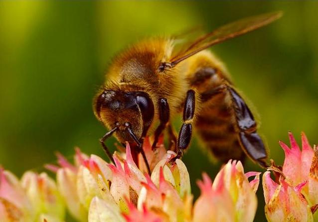 pszczolakwiat 5
