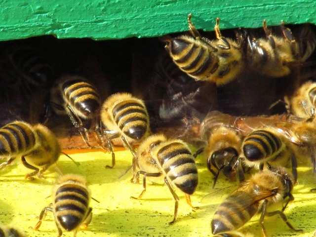 pszczoly 2