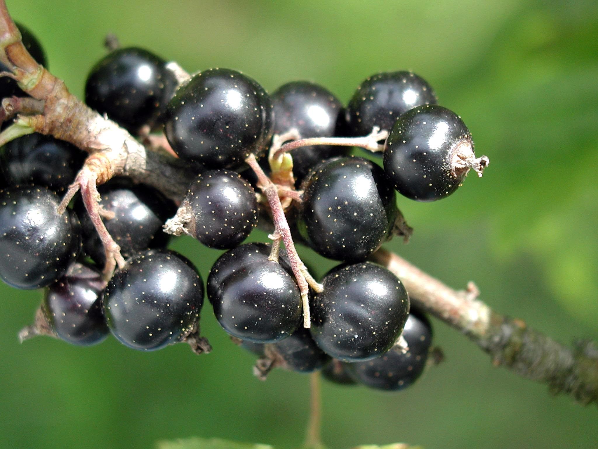 Czarna porzeczka owoce dojrzałe zdj. Wikipedia