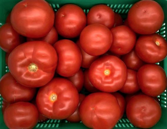 Pomidor CzajkaF1