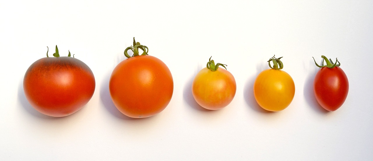 pomidory różne kolory