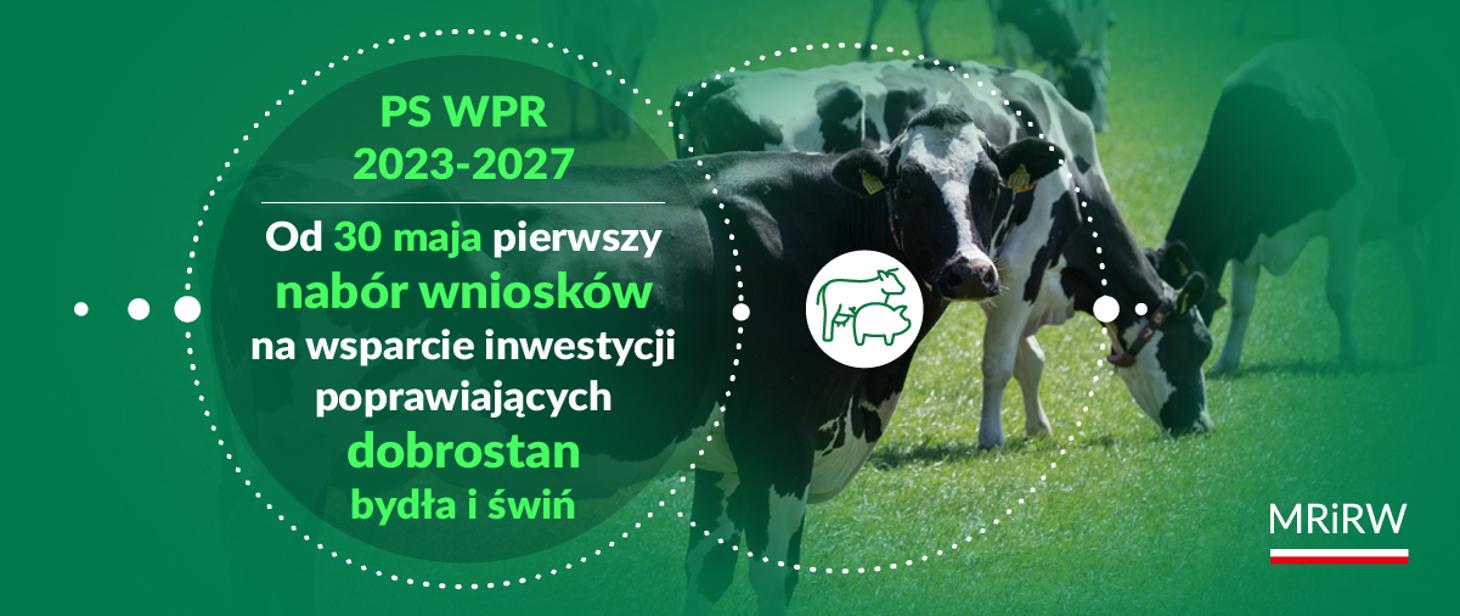 Interwencja dobrostan bydła