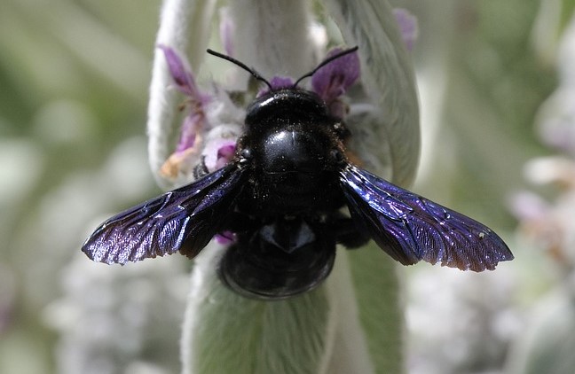 MaxPixel.net Xylocopa Violacea Violet Carpenter Bee Insect Bee 5485556