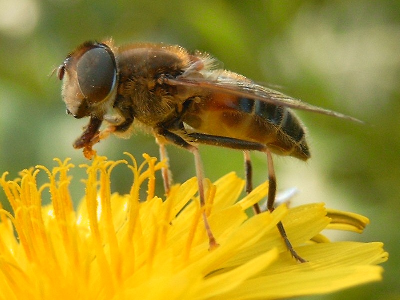 pszczo a zbli enie