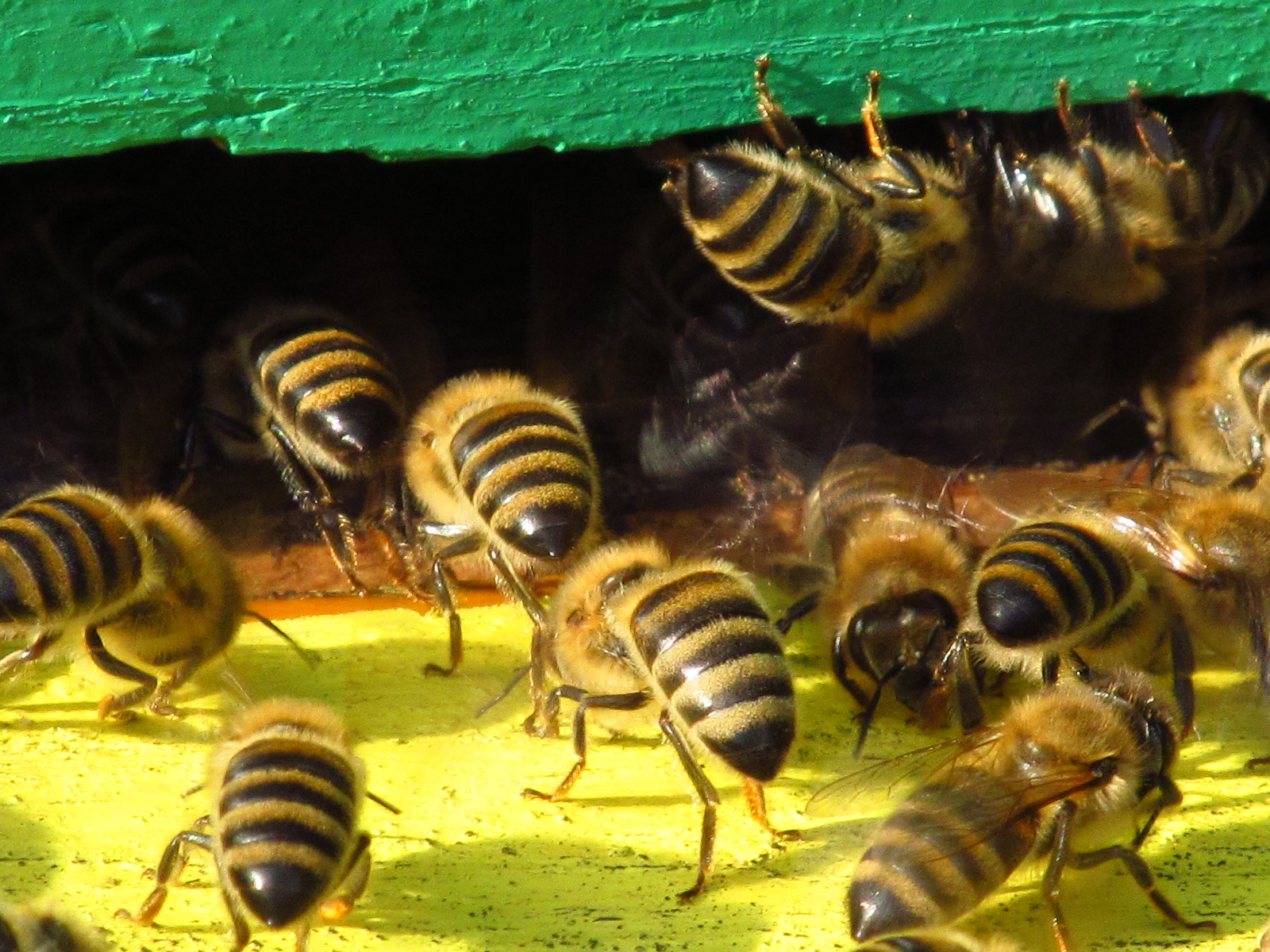 UL pszczoły