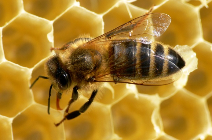 plaster pszczoła