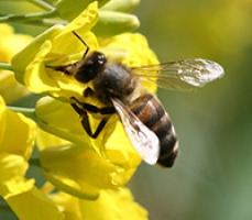 pszczola miodna 229x200