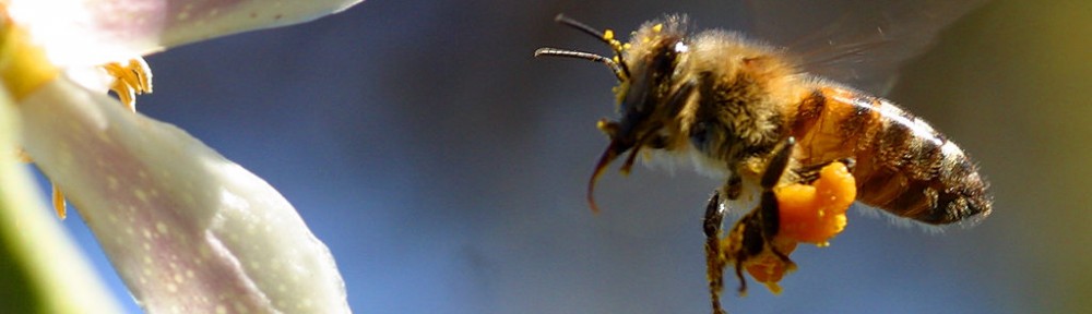 pszczoly naglowek 4