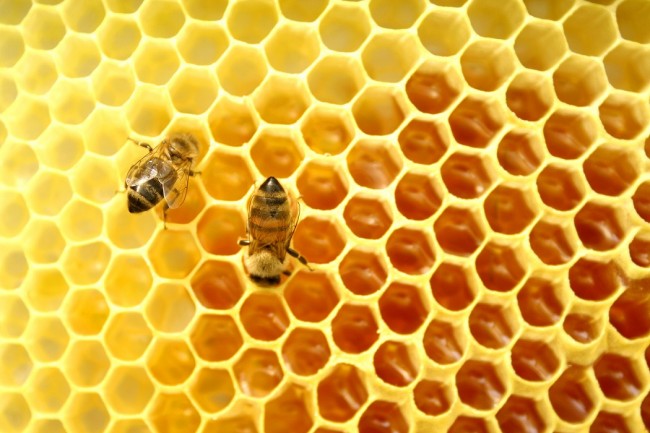 pszczoly plaster miodu 1-650x433